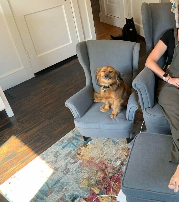 "Заказала своему псу мини-версию моего кресла. Как мало нужно для собачьего счастья!"