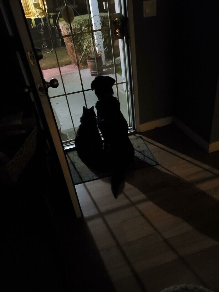 "Мой сын всегда пишет, когда он на пути домой, и я открываю для него одну дверь. Наш кот и пес всегда садятся и вот так ждут его прихода"