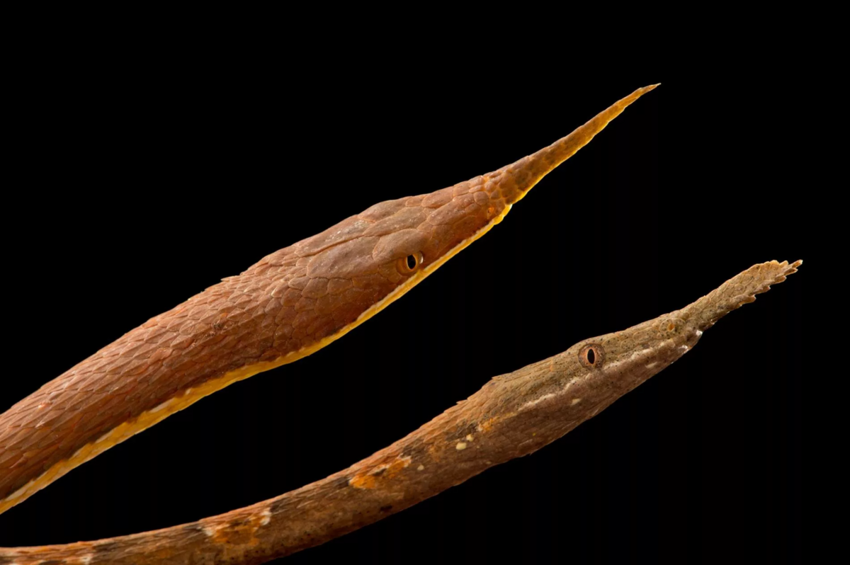 Мадагаскарский листоносый уж: Носатый и смешной пожиратель мелкой фауны прикидывается веткой 90% времени