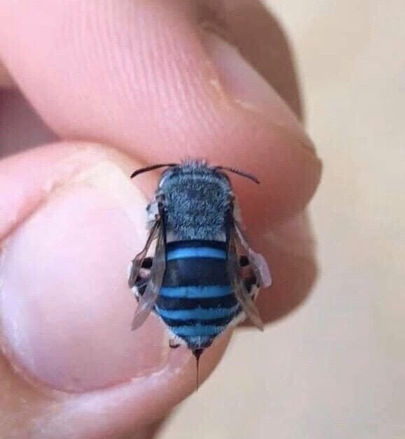 Синяя пчела