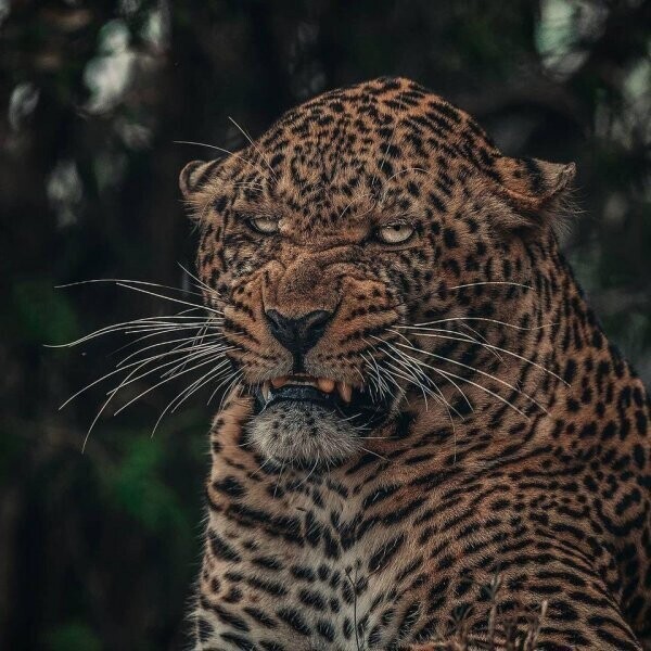 леопардик явно чем-то недоволен