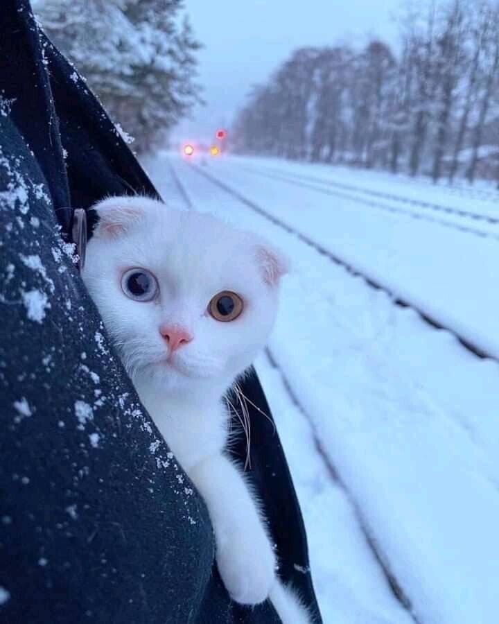 Повседневность на позитиве. Животные