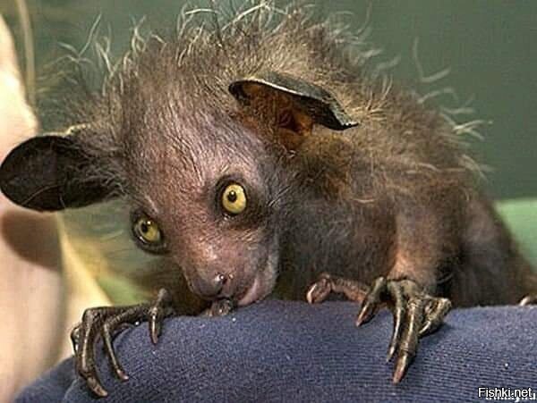 Ай-Ай Мадагаскарская руконожка