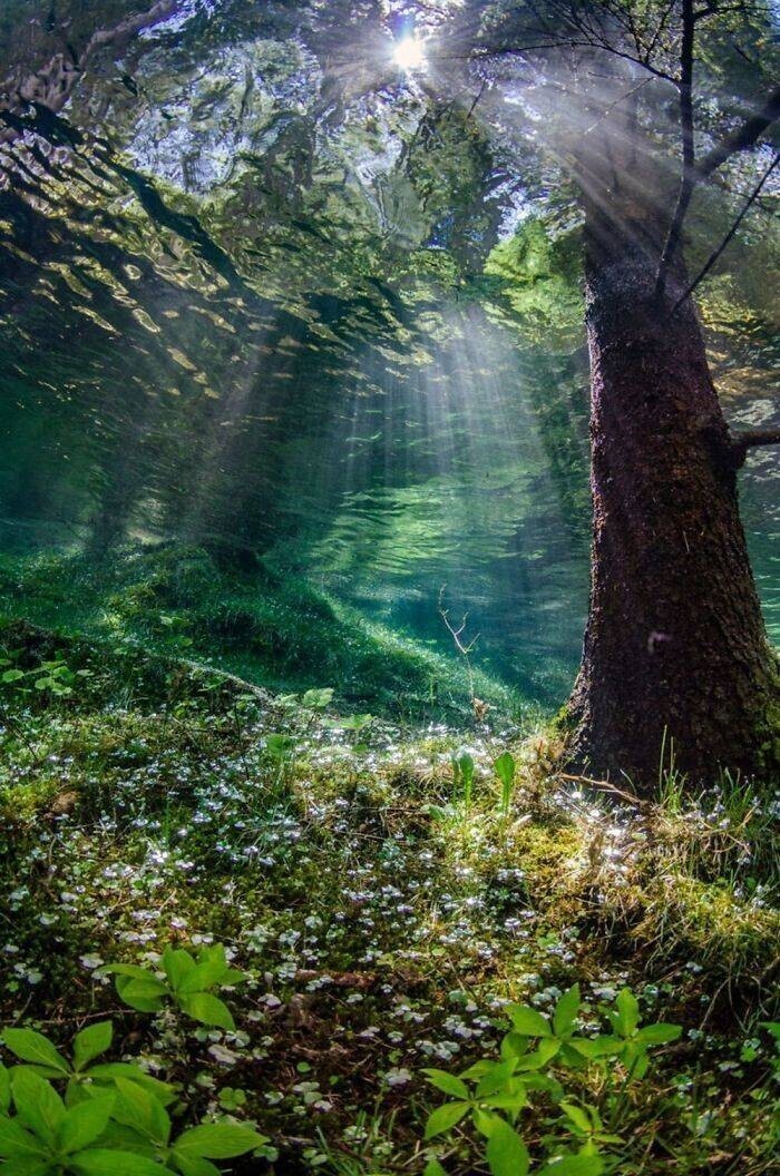 Подводный лес или мираж?