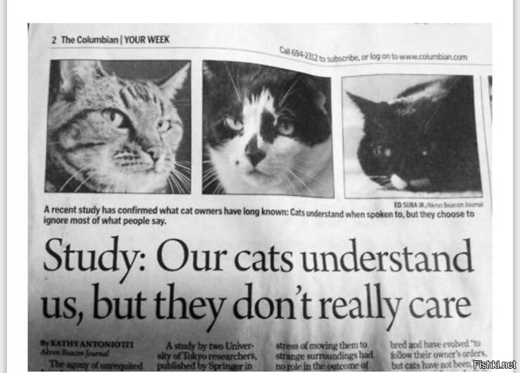 "Результат исследования: наши коты нас понимают, но им пофиг"
