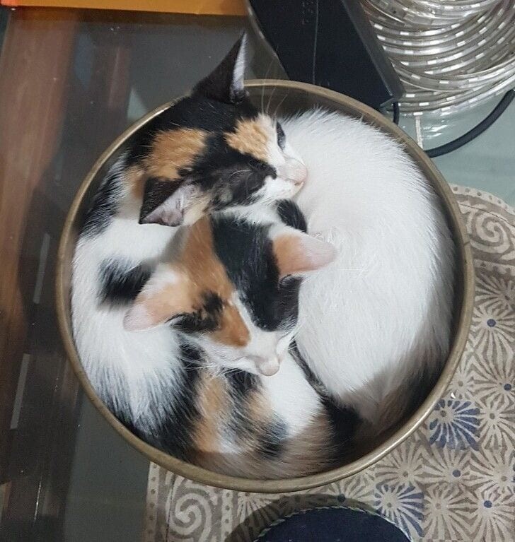 Котята нашли подходящее место для сна