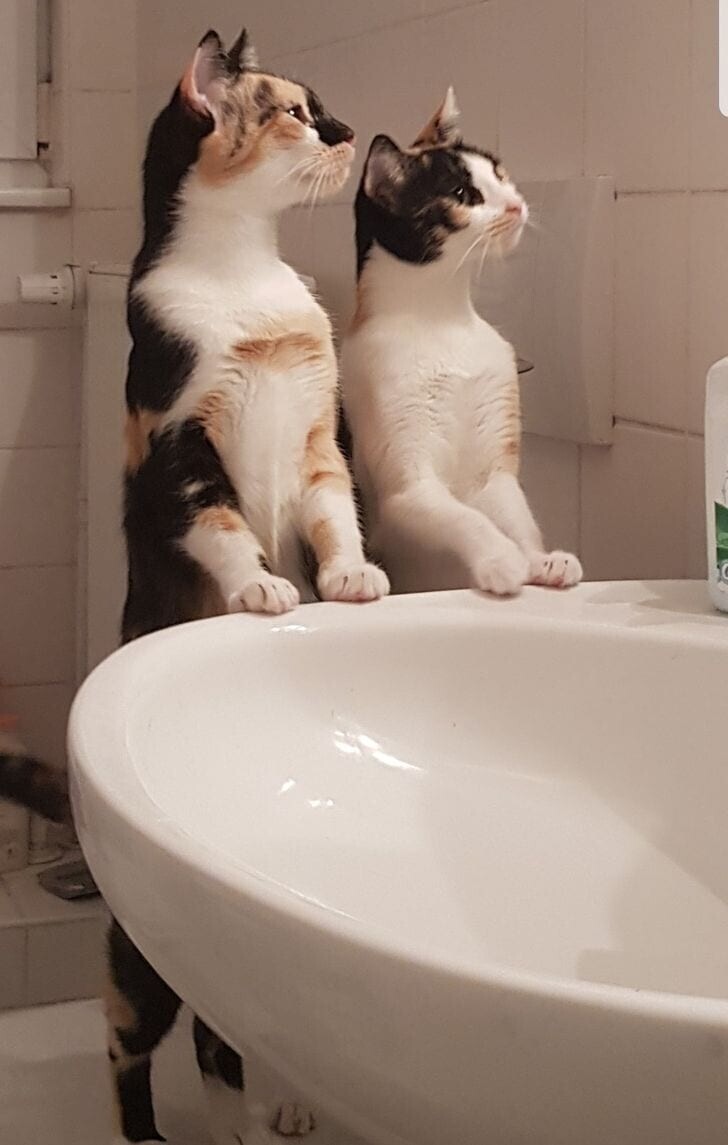 Думаете, они пришли в ванную и ждут своей очереди, чтобы принять душ?