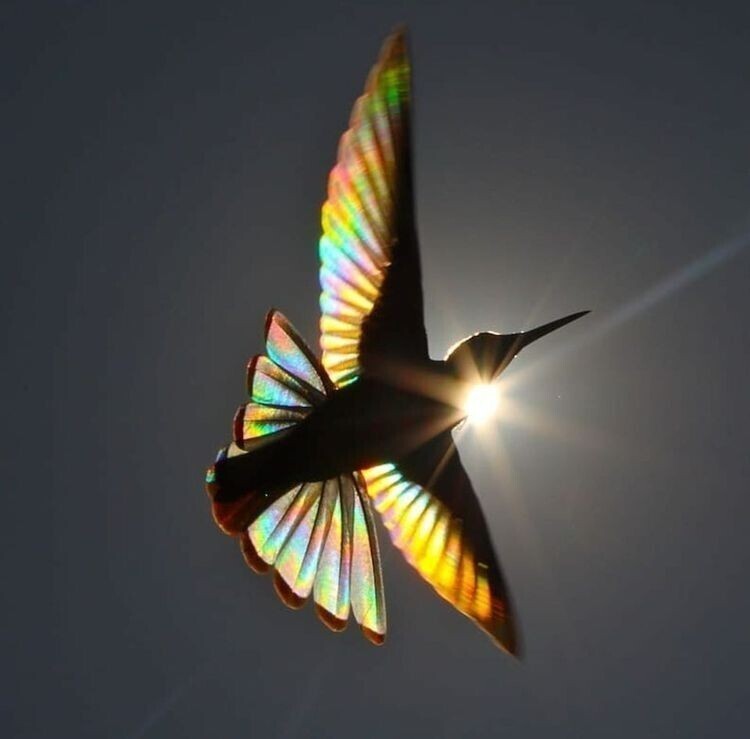 Солнечный свет проникает сквозь крылья прекрасной траурной колибри