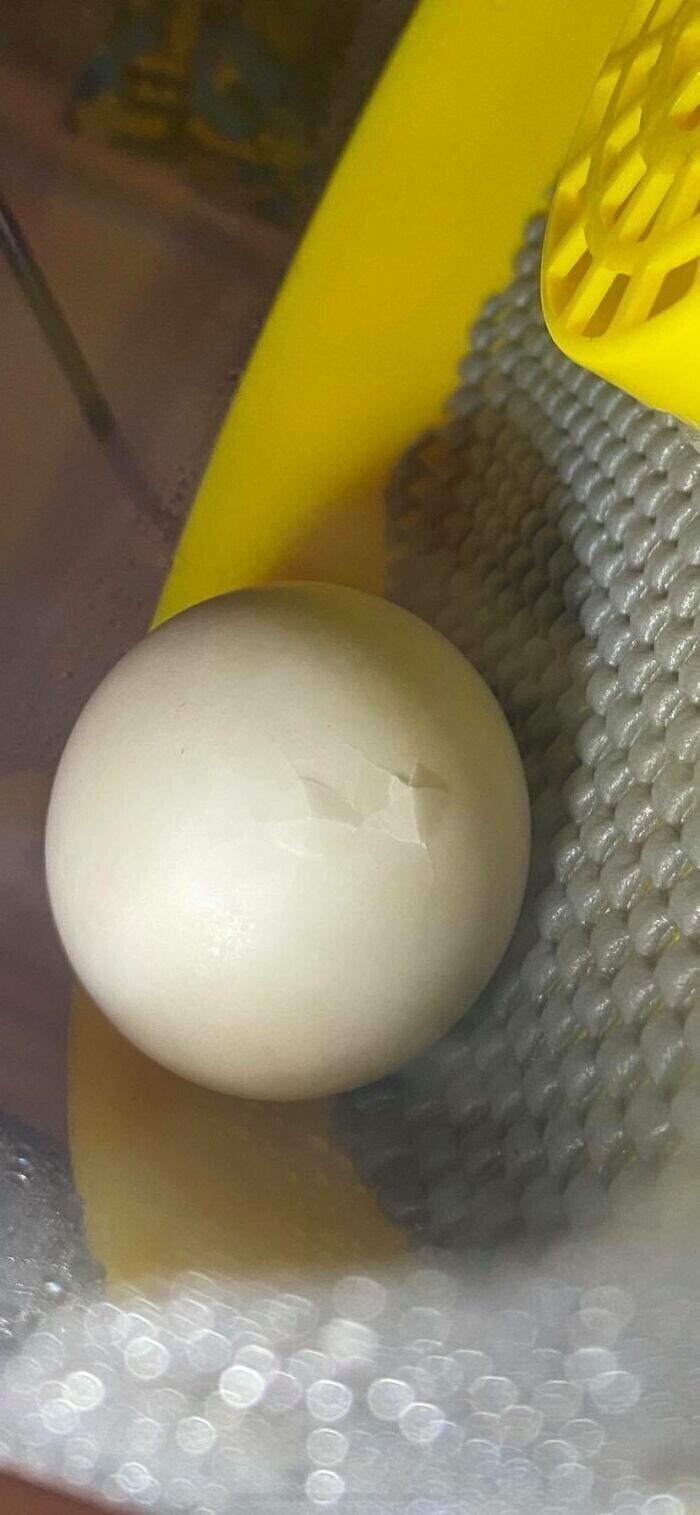 На 27 день утенок начал клевать яйцо изнутри, а через 48 часов он уже был на свободе
