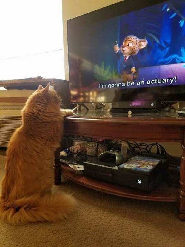 Наш кот умеет сам включать телевизор, иногда я его боюсь