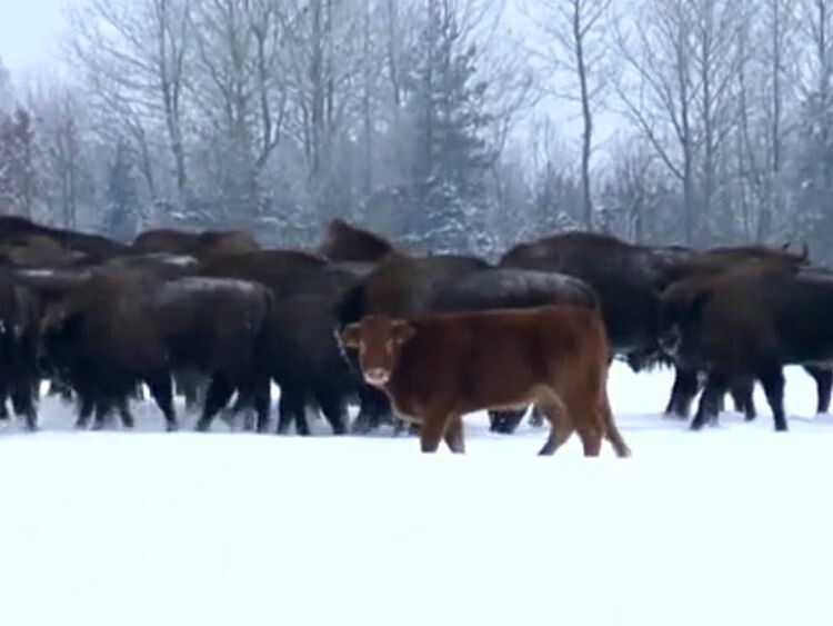 Корова сбежала с фермы в Польше и через 3 месяца была замечена живущей со стадом диких бизонов в Беловежской пуще