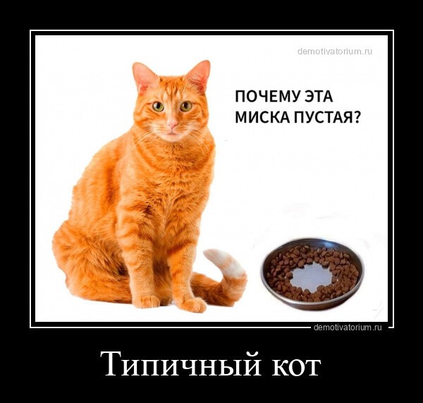 Типичный кот