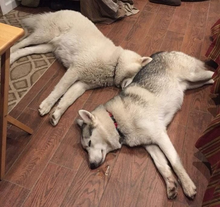Собаки спят в смешных позах