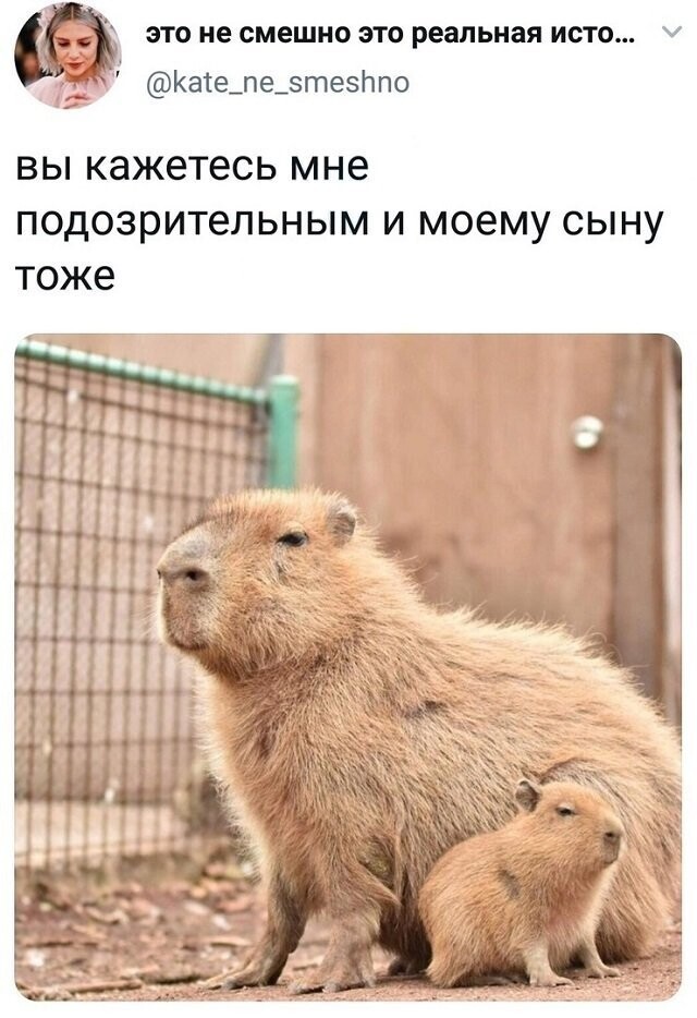 Скрины из соцсетей