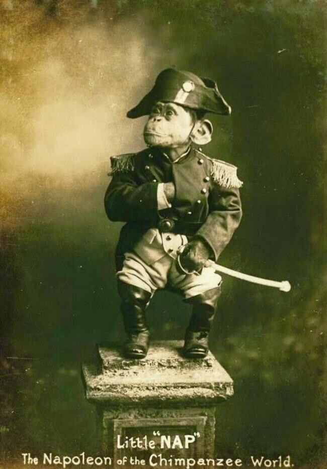 34. "Маленький Нап", "Наполеон мира шимпанзе" - цирковой шимпанзе, который был очень популярен в 1915 году