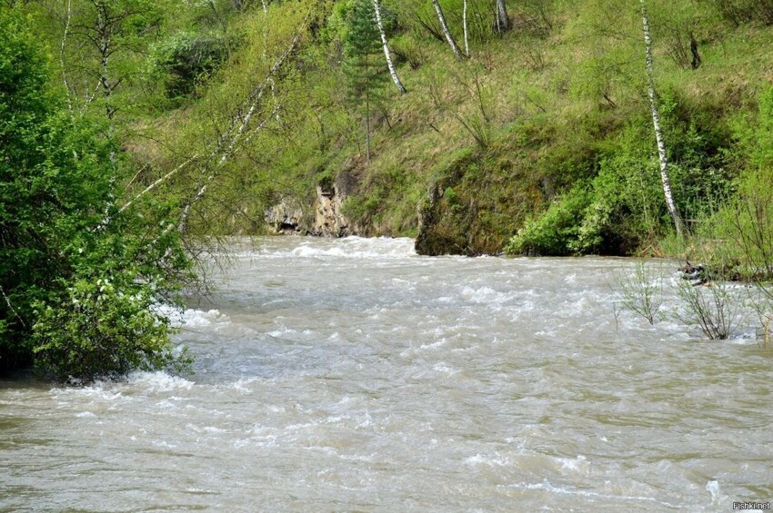 Вот и паводок начинается, вода в Чемале поднялась на метр, еще 15-20 сантимет...