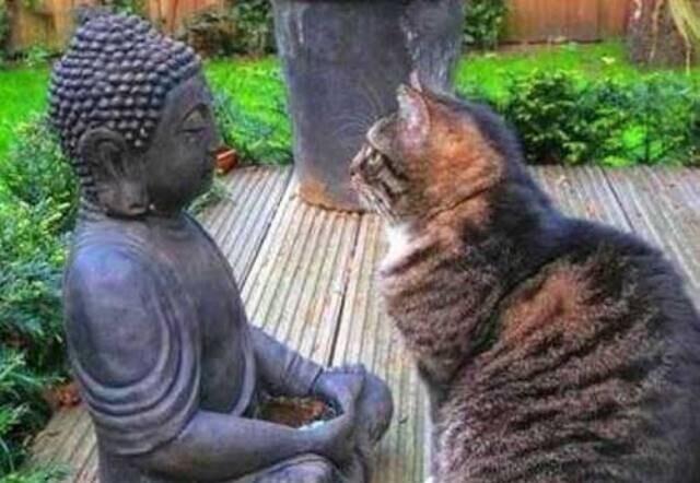 Что говорит Индуизм и Буддизм о наличии у животных души.