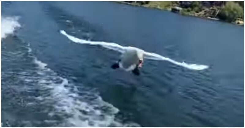 Лебедь попытался атаковать туриста