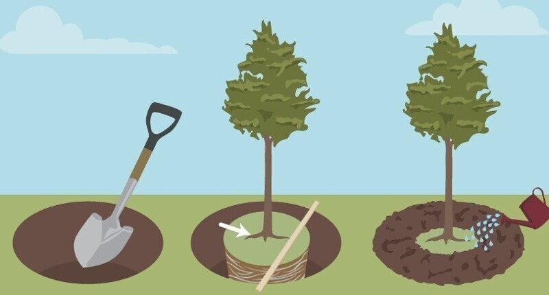 Преимущества и недостатки посадки плодовых деревьев осенью: как все успеть?
