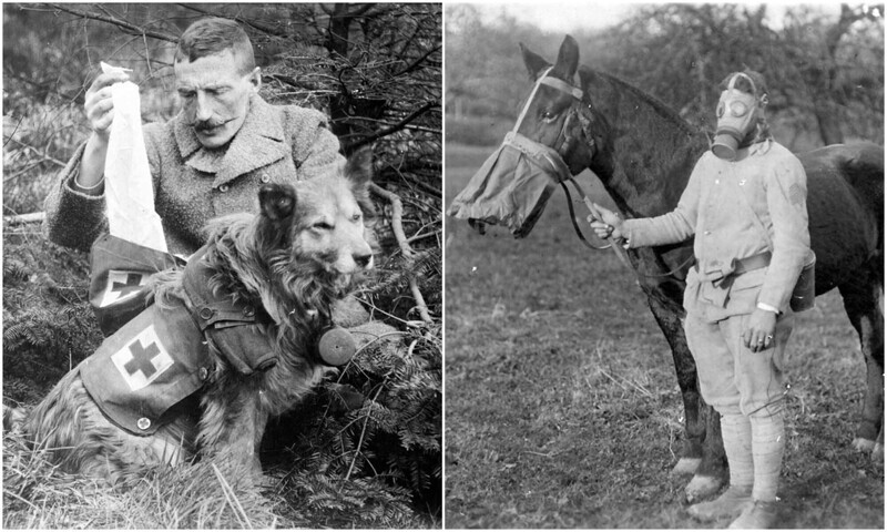 Какую роль сыграли животные в Первой мировой войне