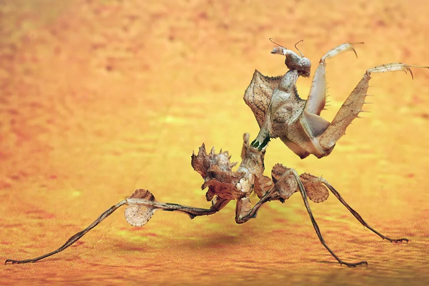 Чёртов цветок: Не насекомое, а настоящий бионикл. Африканский чудовищный богомол и его жизнь