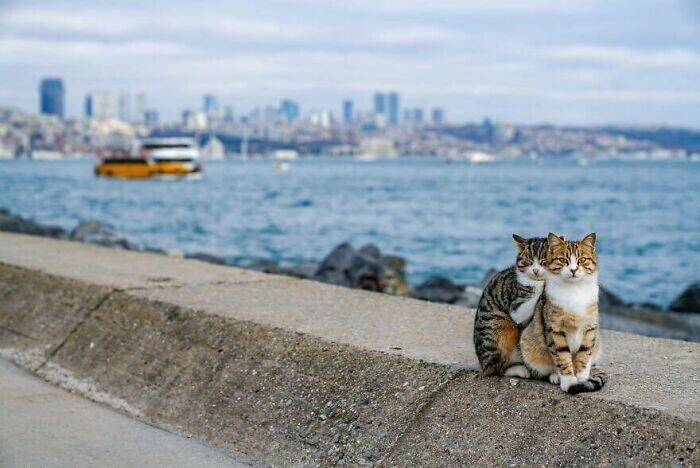 Стамбул - город кошек