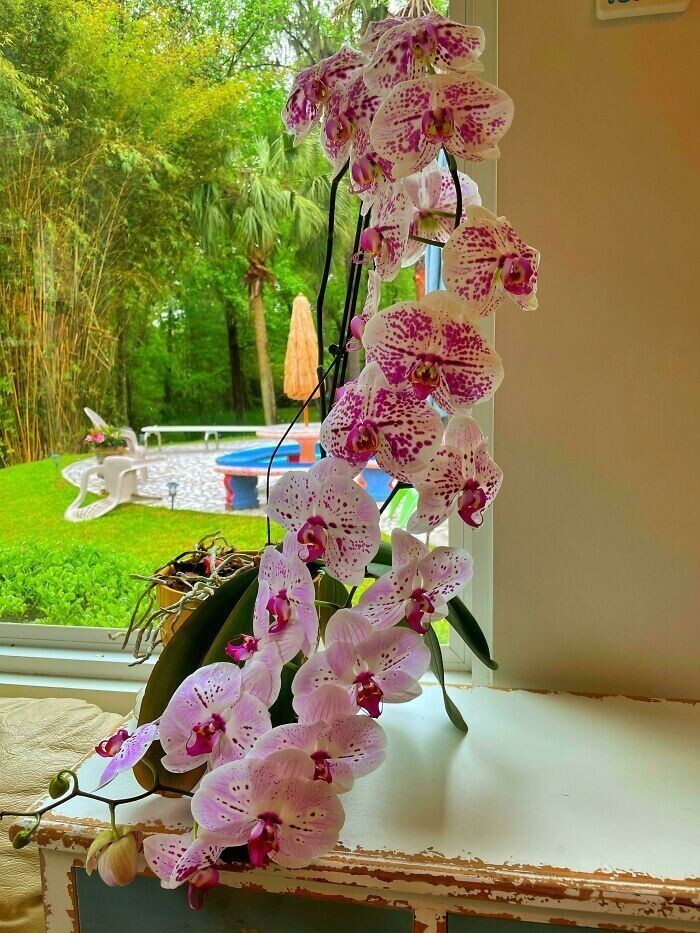 "Я забрала эту орхидею с помойки, куда ее выбросили. Спасла красоту"