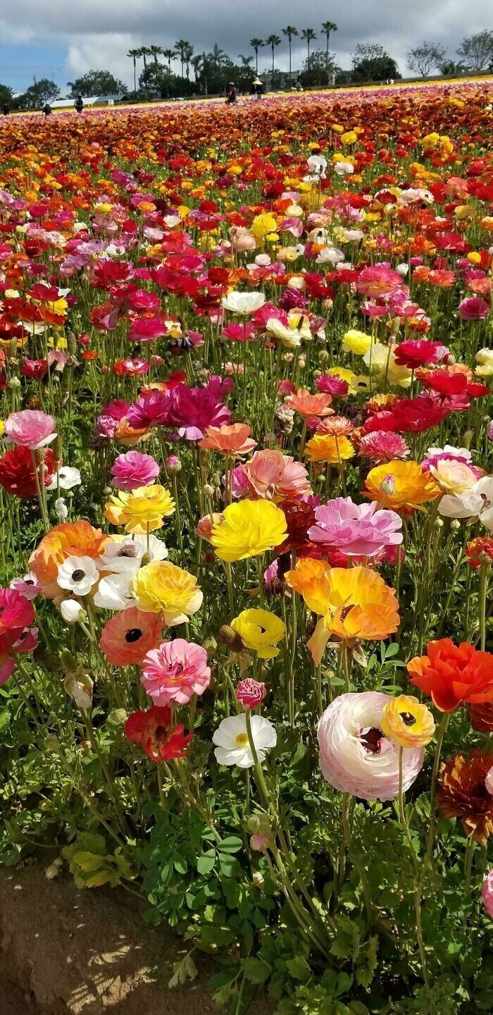 Апрельские цветочные поля в Карлсбаде, Калифорния