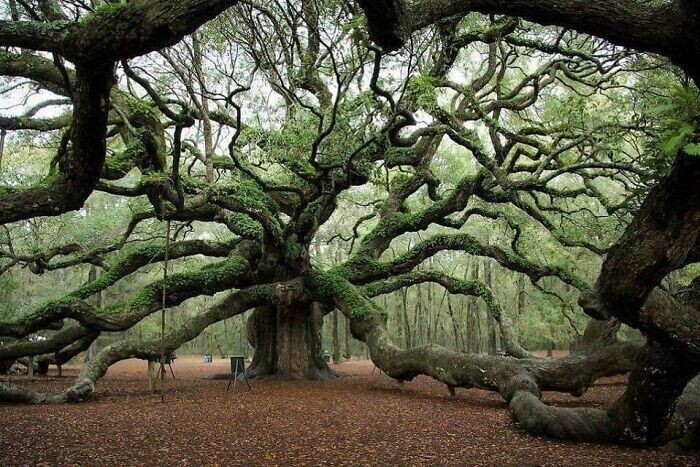 Старинный дуб, известный как "Дуб ангелов", в одноименном парке в Южной Каролине