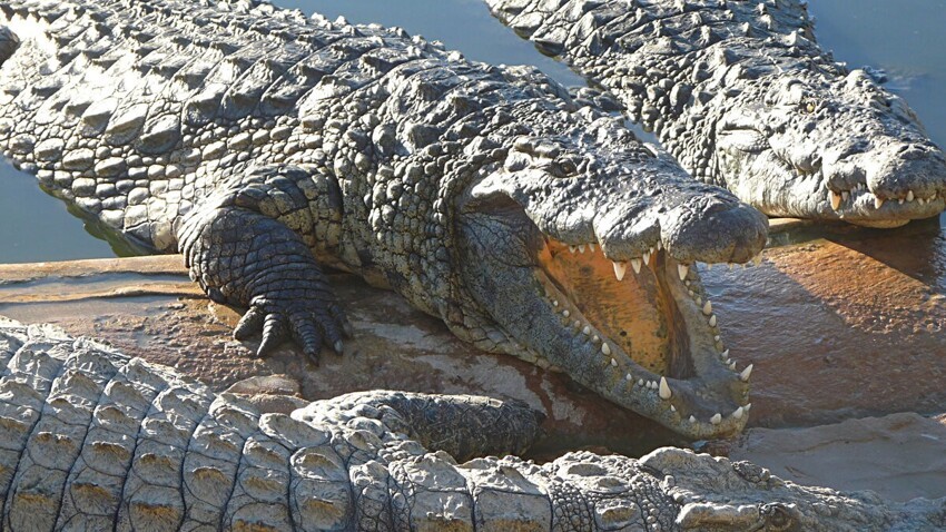 Нильский крокодил: 9 фактов о крупнейшем крокодиле Африки