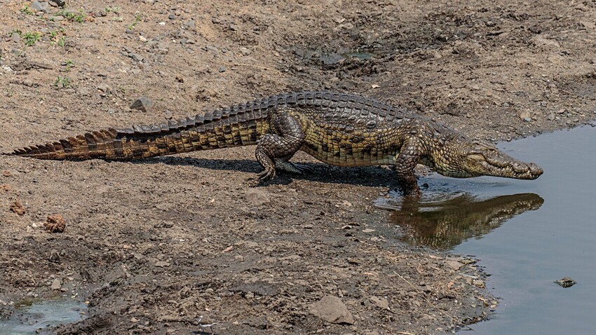 Нильский крокодил: 9 фактов о крупнейшем крокодиле Африки