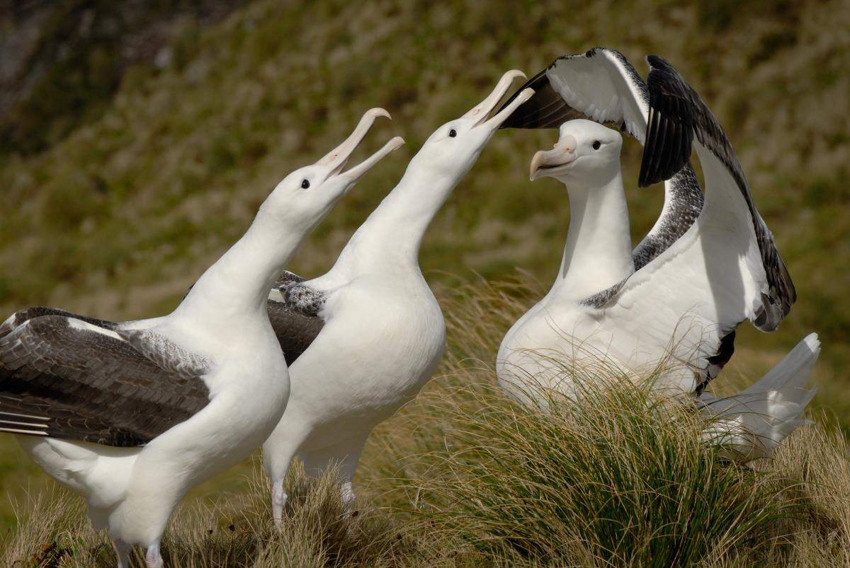 Странствующий альбатрос: Кругосветка за месяц. Как не уставать при регулярных перелётах на 21.000 км?