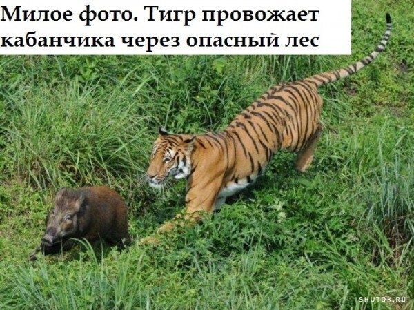 Сатирические полит. новости и другое. 23.05.21