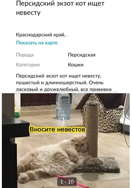 Смешные и познавательные картинки