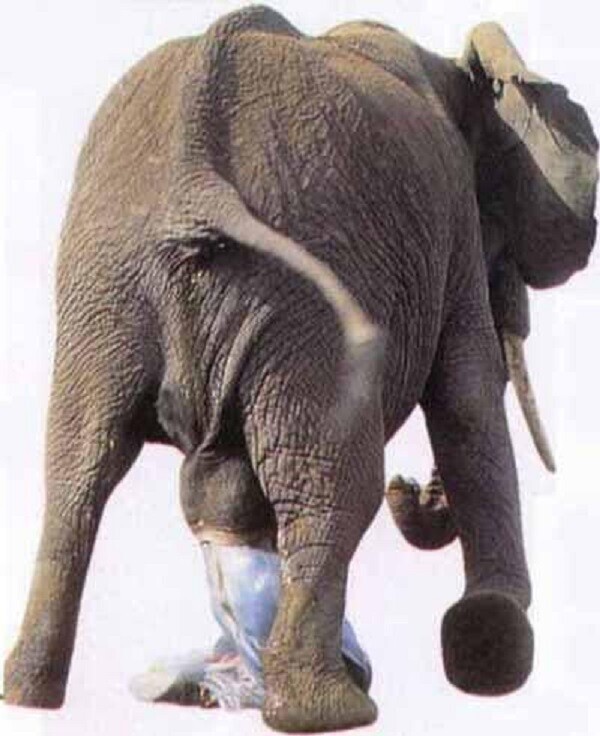 Зачем слону "второй хобот"? Или иначе: почему у слона такой огромный, мускулистый и гибкий член?