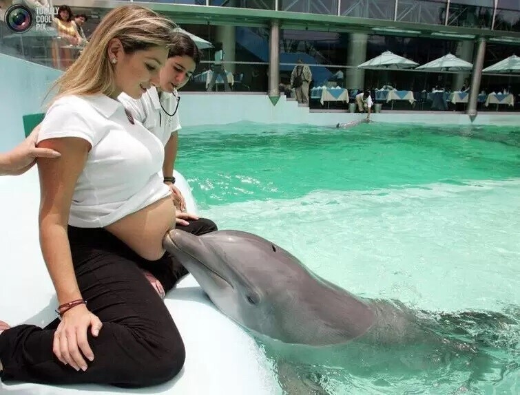 Поцелуй дельфина