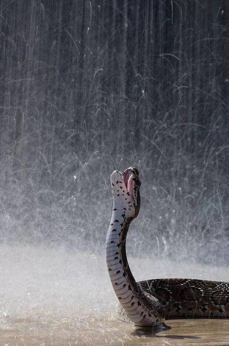 Змея наслаждается дождем
