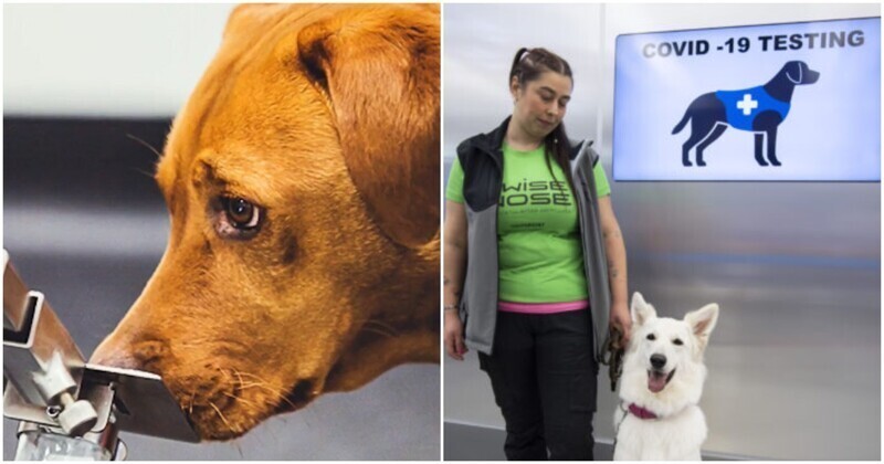 Собаки-ищейки определяют SARS-CoV-2 не хуже ПЦР-теста