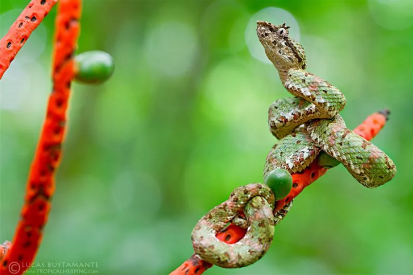 Реснитчатая гадюка: Реснички, которые помогают убивать, и хвост для имитации червячка