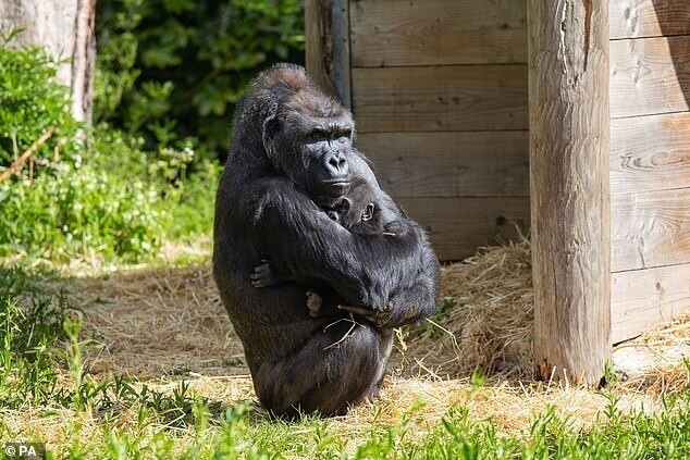 Чужих детей не бывает: горилла приняла кроху, от которого отказалась мать