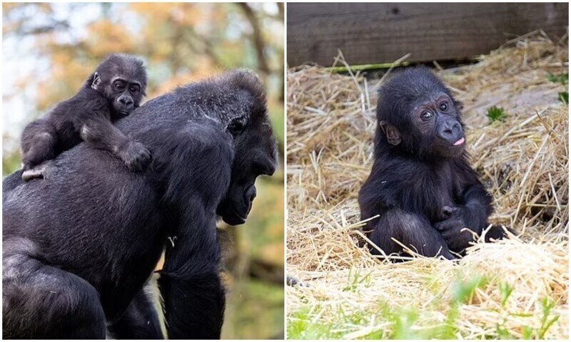 Чужих детей не бывает: горилла приняла кроху, от которого отказалась мать
