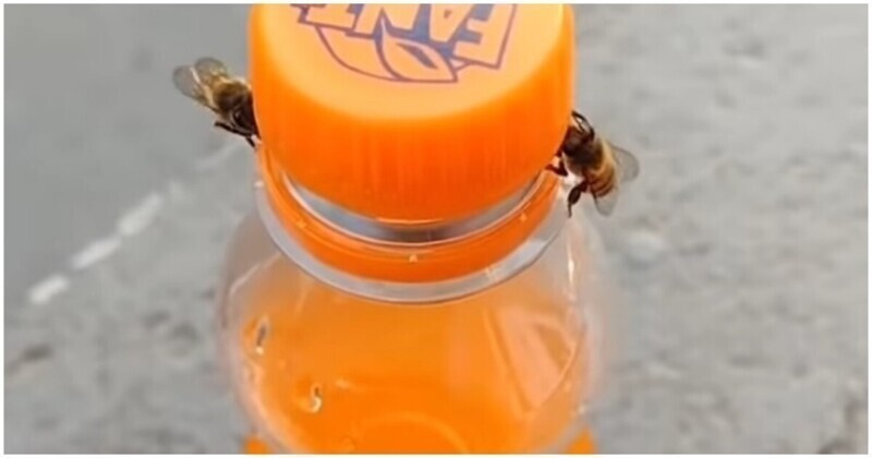 Две пчелы смогли открыть крышку бутылки с газировкой