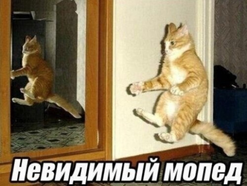 Истории о нас и питомцах