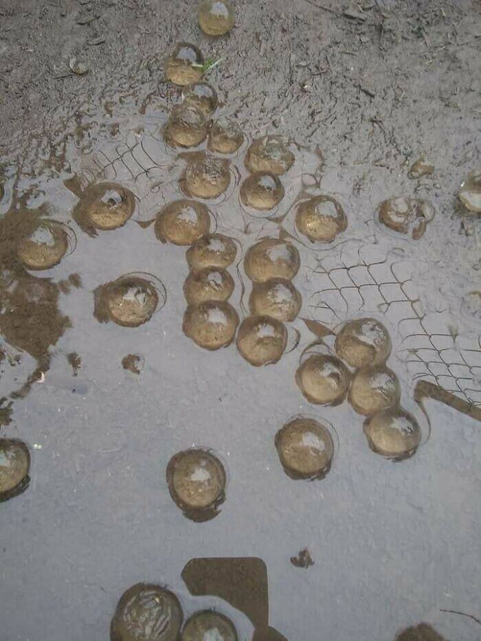 15. "Эти студенистые шарики появились на заднем дворе у моих друзей. Если шарики трогать, они начинают растворяться"