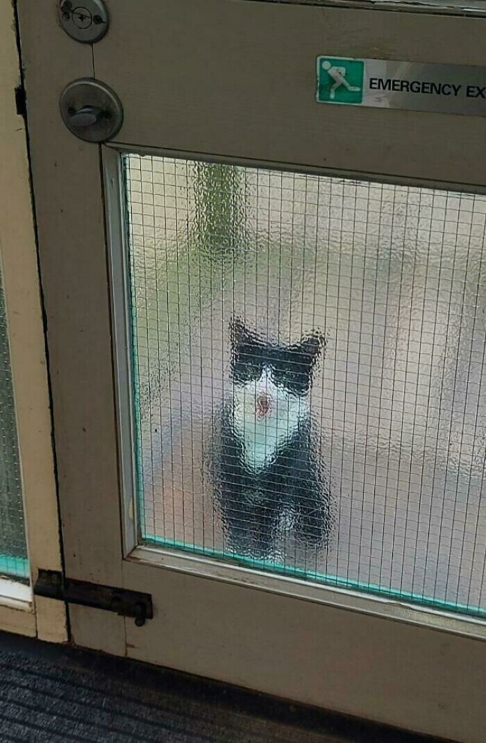 "Это соседский кот, который приходит под мою дверь и начинает орать, прося внимания"