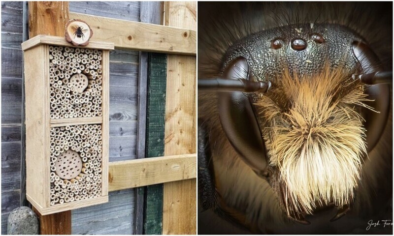 Фотограф смастерил "пчелиный отель", и делает снимки его обитателей