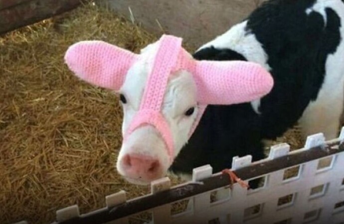 В холодное время коровы нередко простужают уши. Но этого можно избежать