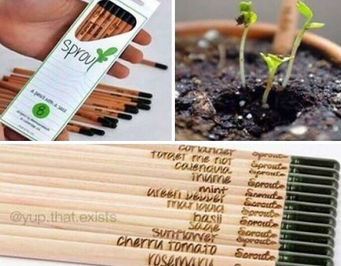 Когда эти карандаши станут слишком короткими, чтобы ими писать, их можно посадить в горшок - и из них вырастет зелень для кухни
