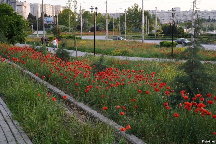 Маков в городе в этом году нереально много