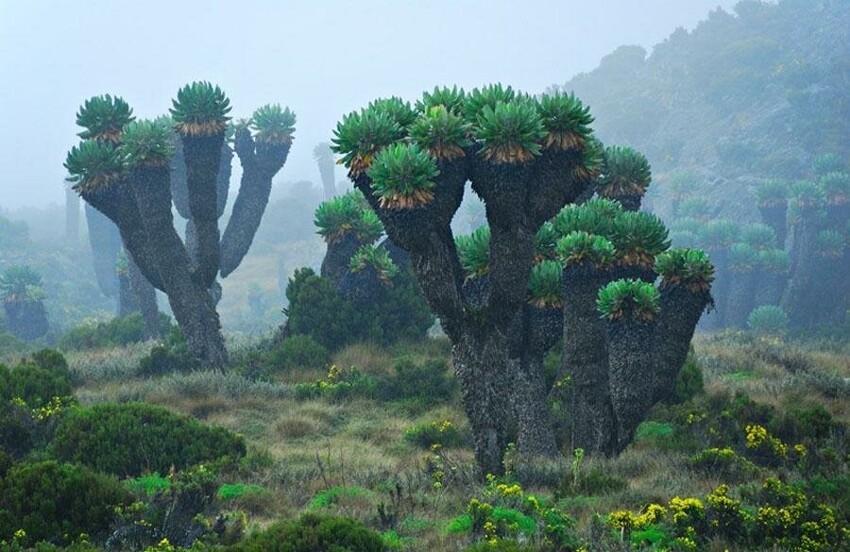  11 растений-великанов, которые потрясают воображение